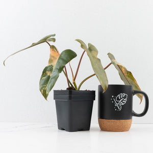 Philodendron 'Brown Beauty' ('Black Billietiae' x 'Florida Beauty') (wk31-N)