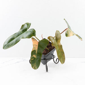 Philodendron 'Brown Beauty' ('Black Billietiae' x 'Florida Beauty') (wk31-N)