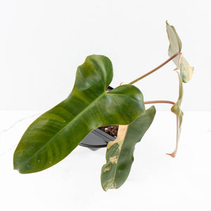 Philodendron 'Brown Beauty' ('Black Billietiae' x 'Florida Beauty') (wk31-N)