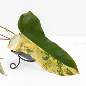 Philodendron 'Brown Beauty' ('Black Billietiae' x 'Florida Beauty') (wk31-N)