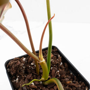 Philodendron 'Brown Beauty' ('Black Billietiae' x 'Florida Beauty') (wk31-N)