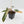 Philodendron 'Brown Beauty' ('Black Billietiae' x 'Florida Beauty') (wk40-L16)