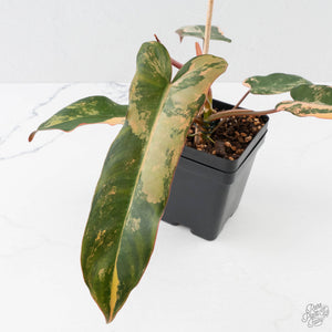 Philodendron 'Brown Beauty' ('Black Billietiae' x 'Florida Beauty') (wk40-L16)