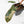 Philodendron 'Brown Beauty' ('Black Billietiae' x 'Florida Beauty') (wk40-L16)