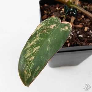 Philodendron 'Brown Beauty' ('Black Billietiae' x 'Florida Beauty') (wk40-L16)