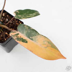Philodendron 'Brown Beauty' ('Black Billietiae' x 'Florida Beauty') (wk40-L16)
