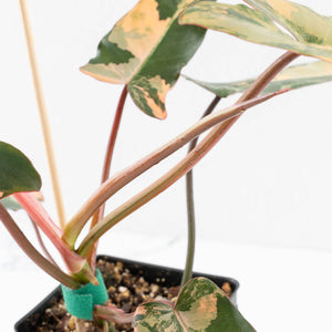 Philodendron 'Brown Beauty' ('Black Billietiae' x 'Florida Beauty') (wk32-K)