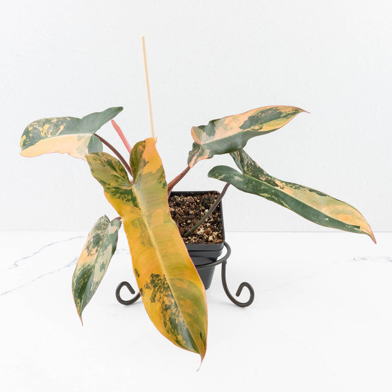 Philodendron 'Brown Beauty' ('Black Billietiae' x 'Florida Beauty') (wk32-K)