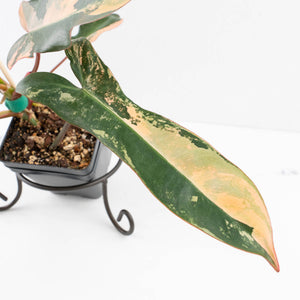 Philodendron 'Brown Beauty' ('Black Billietiae' x 'Florida Beauty') (wk32-K)