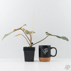Philodendron 'Brown Beauty' ('Black Billietiae' x 'Florida Beauty') (wk42-L379)