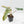 Philodendron 'Brown Beauty' ('Black Billietiae' x 'Florida Beauty') (wk42-L379)
