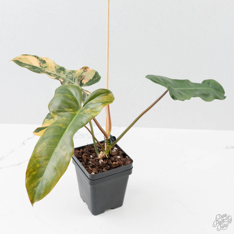 Philodendron 'Brown Beauty' ('Black Billietiae' x 'Florida Beauty') (wk42-L379)