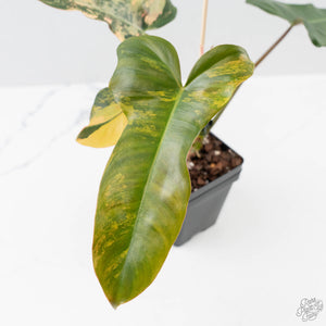 Philodendron 'Brown Beauty' ('Black Billietiae' x 'Florida Beauty') (wk42-L379)