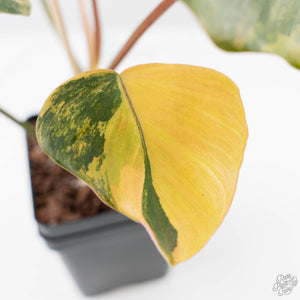 Philodendron 'Brown Beauty' ('Black Billietiae' x 'Florida Beauty') (wk42-L379)