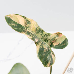 Philodendron 'Brown Beauty' ('Black Billietiae' x 'Florida Beauty') (wk42-L379)