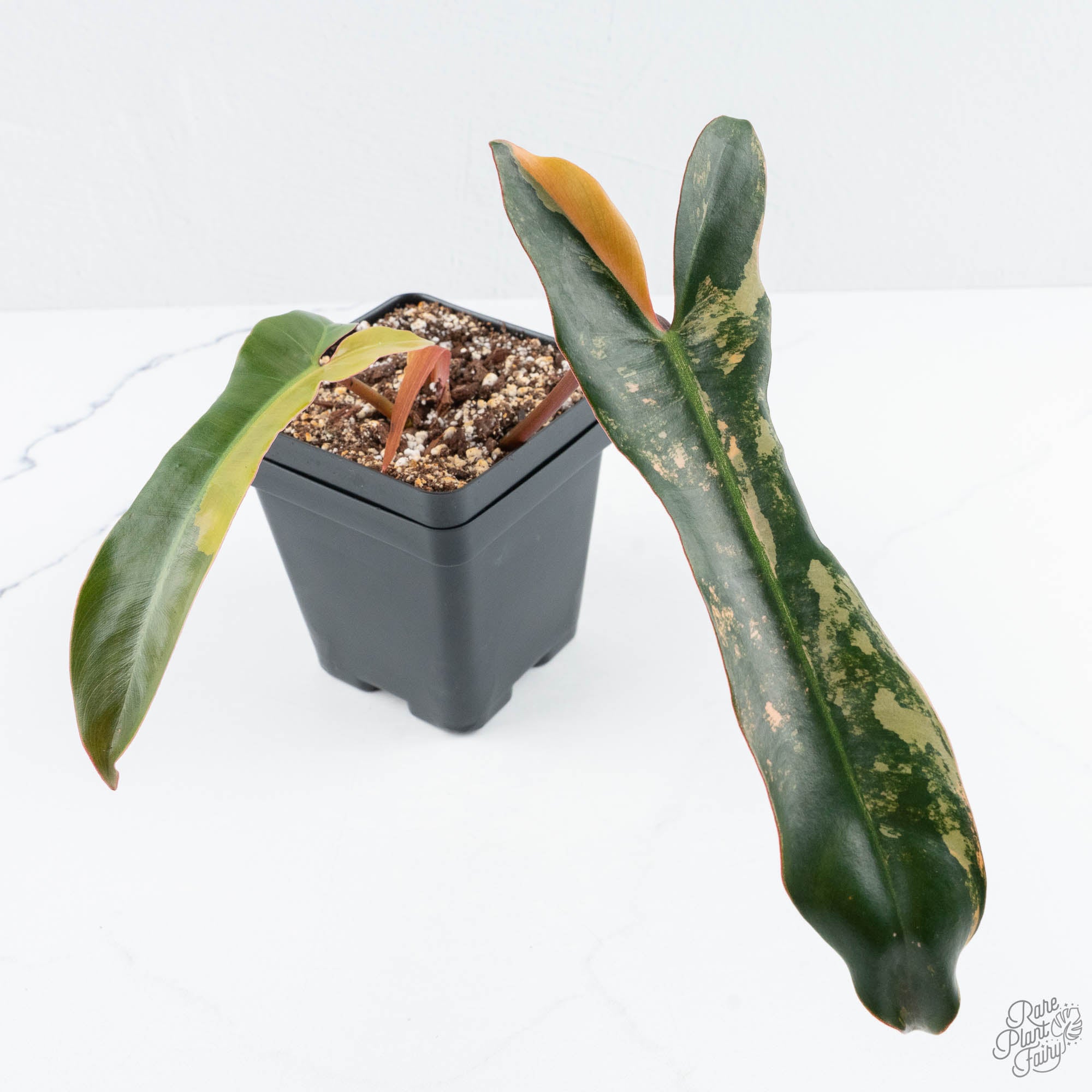 ①フィロデンドロン　斑入り philodendron Brown Beauty For Sale🌿 Philodendron Brown Beauty Var (Florida Beauty X Black