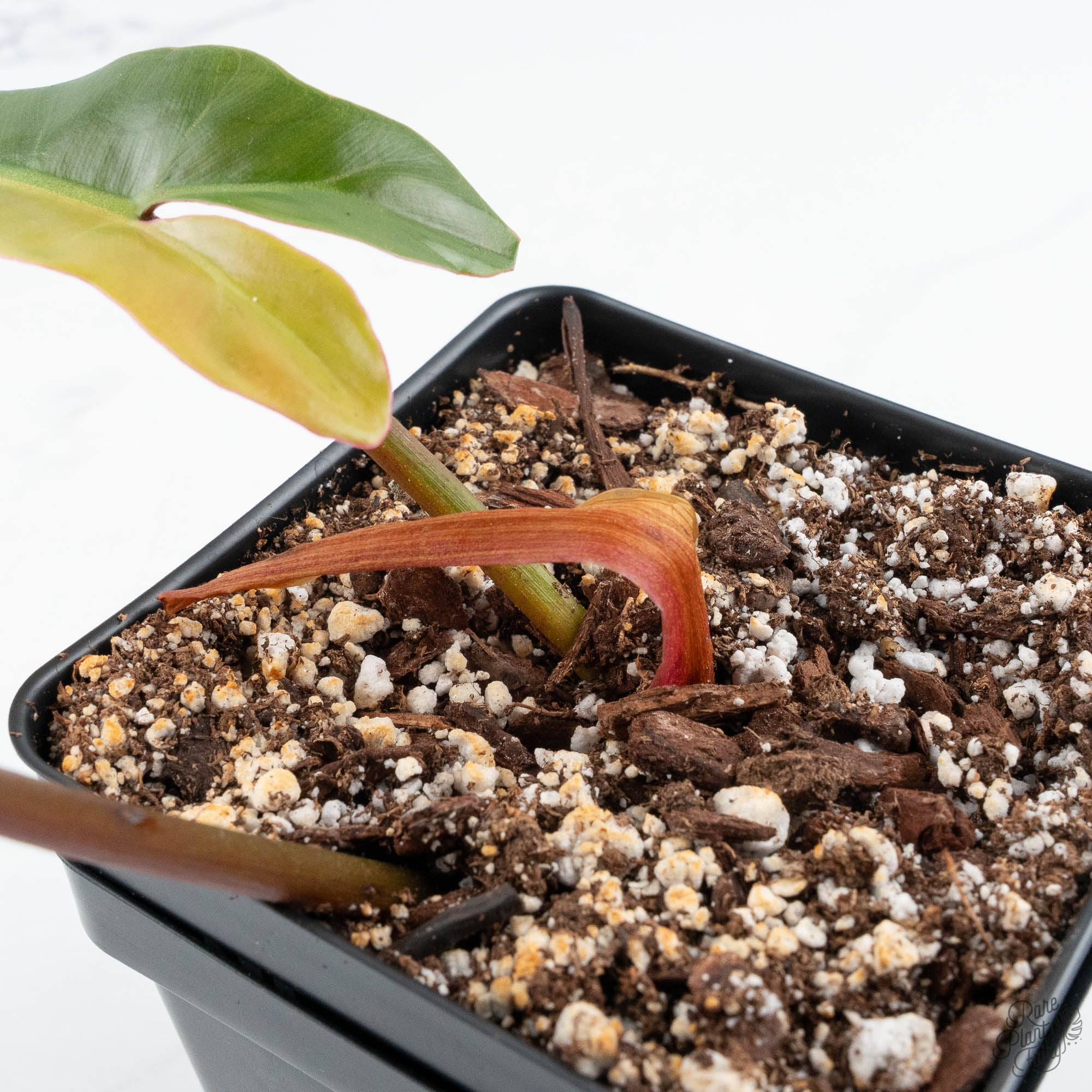 Philodendron 'Brown Beauty' ('Black Billietiae' x 'Florida Beauty