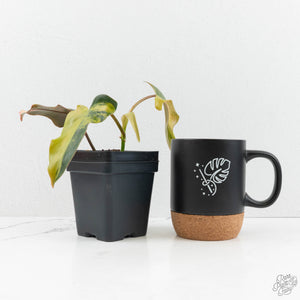 Philodendron 'Brown Beauty' ('Black Billietiae' x 'Florida Beauty') (wk17-F)