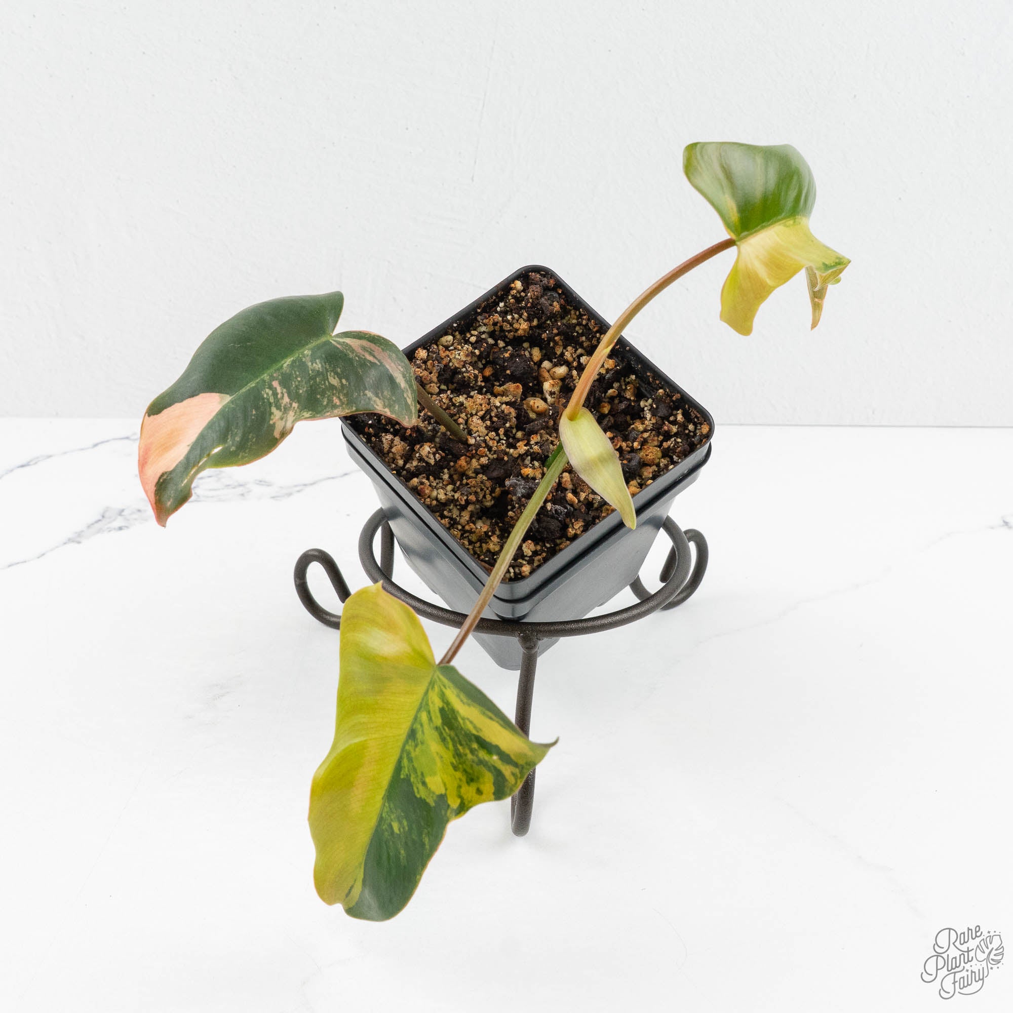 Philodendron 'Brown Beauty' ('Black Billietiae' x 'Florida Beauty