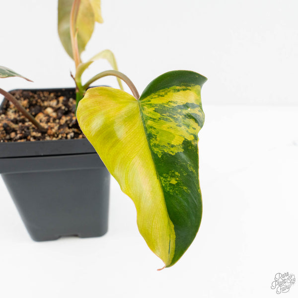 ①フィロデンドロン　斑入り philodendron Brown Beauty Philodendron 'Brown Beauty' ('Black Billietiae' x 'Florida Beauty