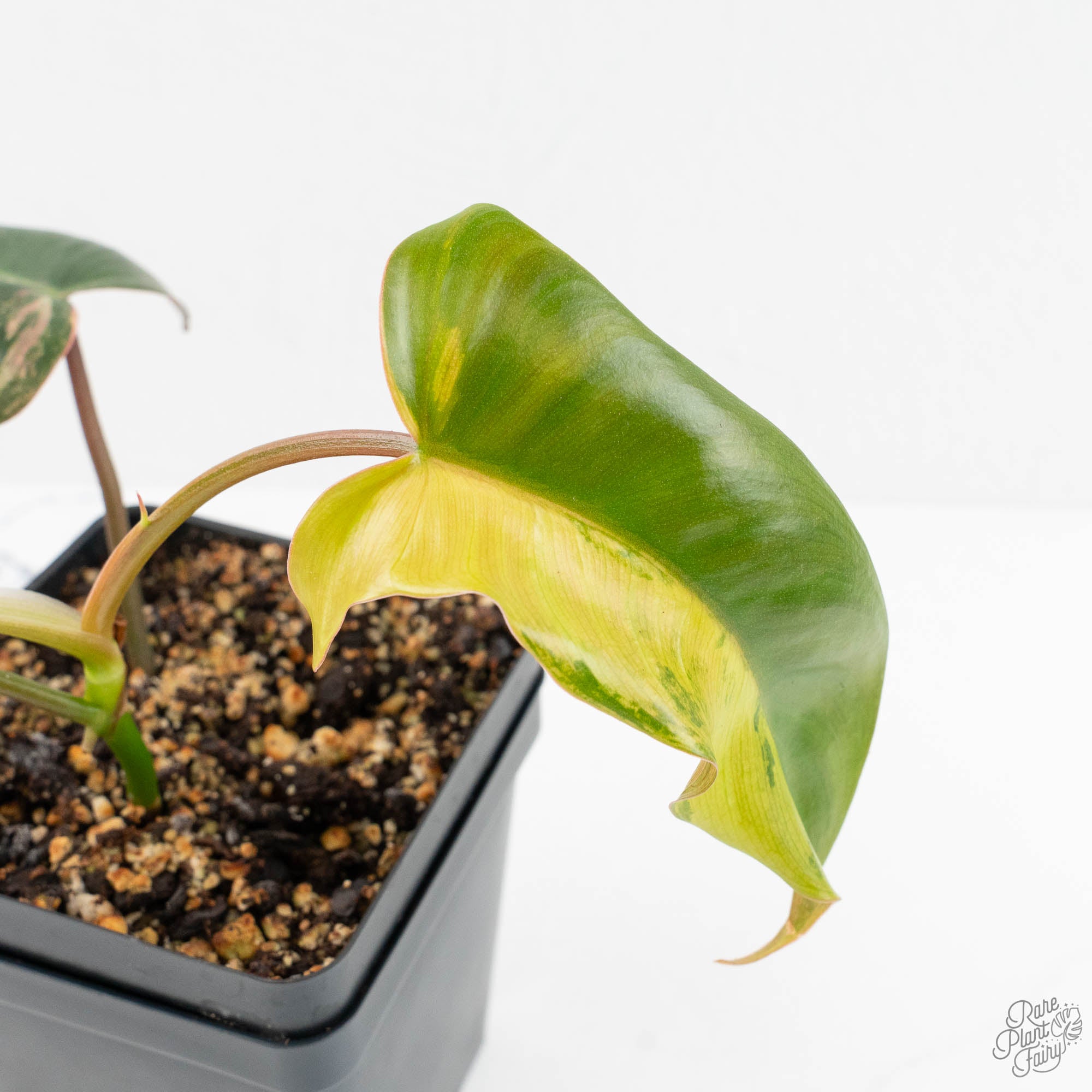 Philodendron 'Brown Beauty' ('Black Billietiae' x 'Florida Beauty