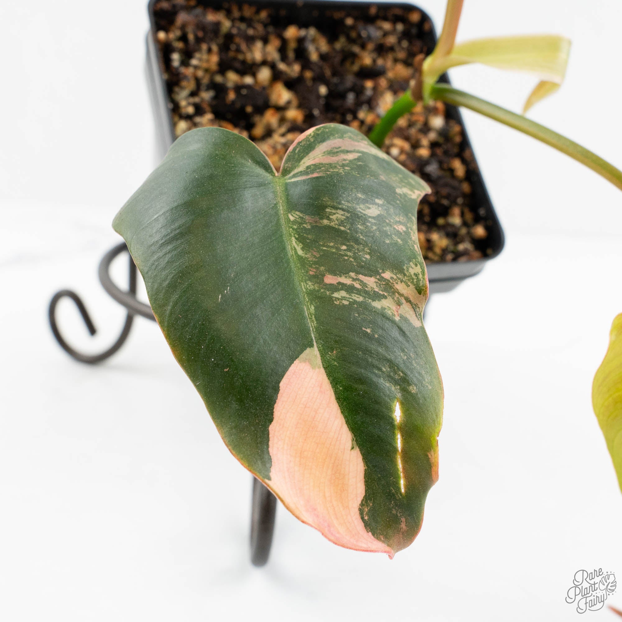 Philodendron 'Brown Beauty' ('Black Billietiae' x 'Florida Beauty