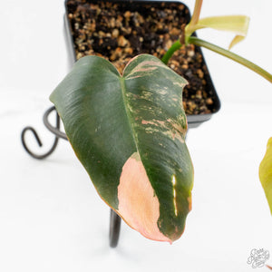 Philodendron 'Brown Beauty' ('Black Billietiae' x 'Florida Beauty') (wk17-F)