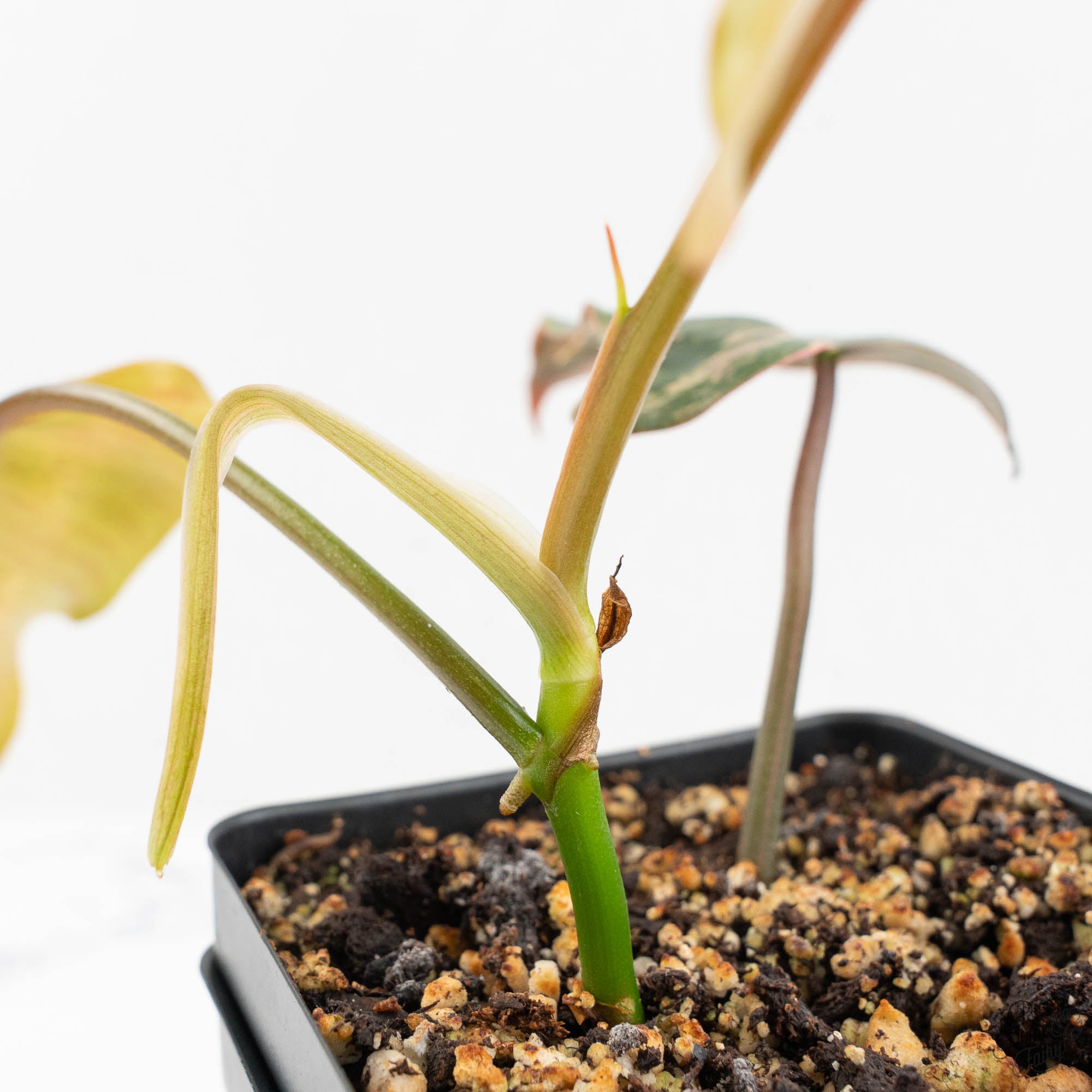 Philodendron 'Brown Beauty' ('Black Billietiae' x 'Florida Beauty