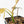 Philodendron 'Brown Beauty' ('Black Billietiae' x 'Florida Beauty') (wk17-F)