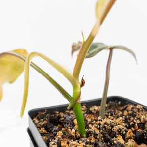 Philodendron 'Brown Beauty' ('Black Billietiae' x 'Florida Beauty') (wk17-F)