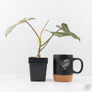 philodendron black beauty Philodendron 'Brown Beauty' ('Black Billietiae' x 'Florida Beauty') (wk20-H)