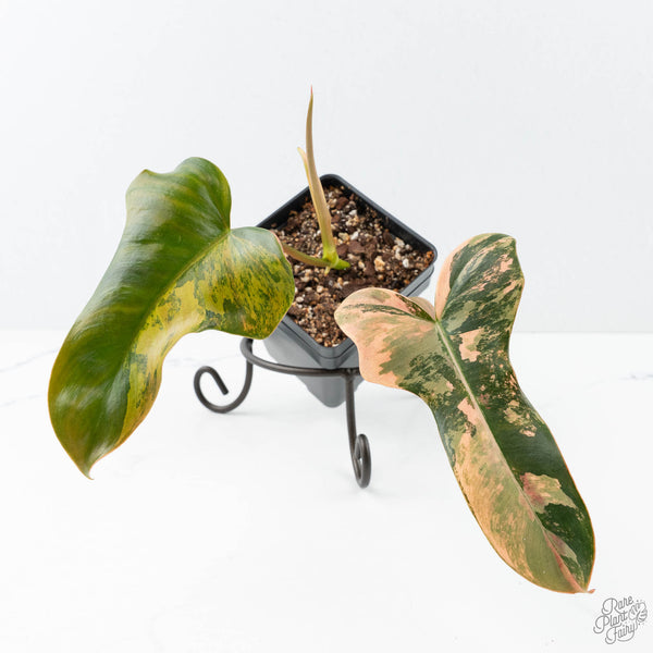 philodendron black beauty Philodendron 'Brown Beauty' ('Black Billietiae' x 'Florida Beauty') (wk21-L)