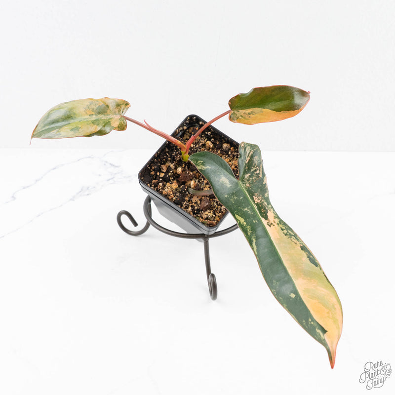 Philodendron 'Brown Beauty' ('Black Billietiae' x 'Florida Beauty') (wk24-K)