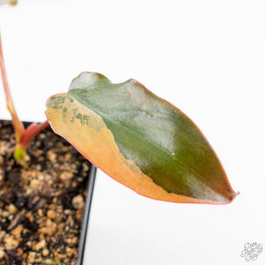 Philodendron 'Brown Beauty' ('Black Billietiae' x 'Florida Beauty') (wk24-K)