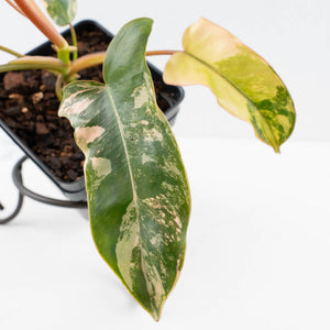 Philodendron 'Brown Beauty' ('Black Billietiae' x 'Florida Beauty') (wk37-L137)