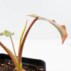 Philodendron 'Brown Beauty' ('Black Billietiae' x 'Florida Beauty') (wk35-L200)
