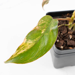 Philodendron 'Brown Beauty' ('Black Billietiae' x 'Florida Beauty') (wk35-L200)