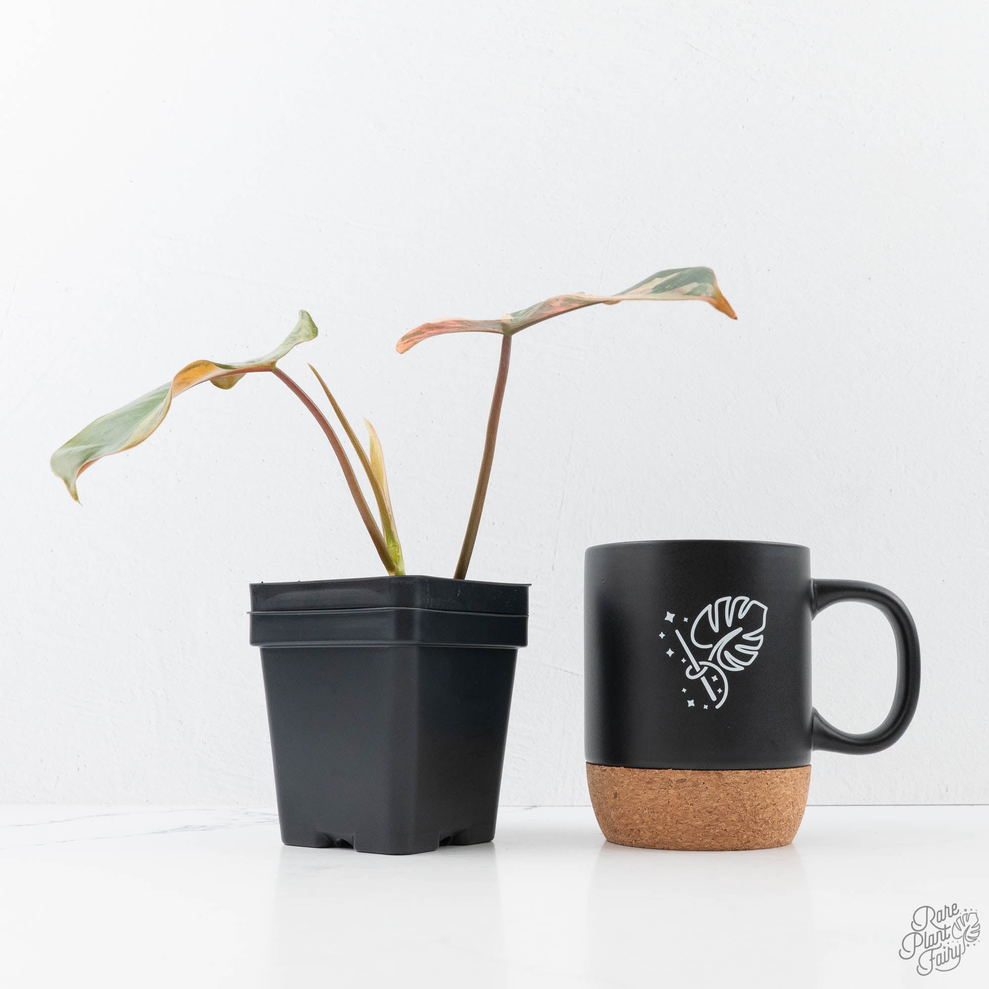 philodendron black billietiae Philodendron 'Brown Beauty' ('Black Billietiae' x 'Florida Beauty') (wk21-L)
