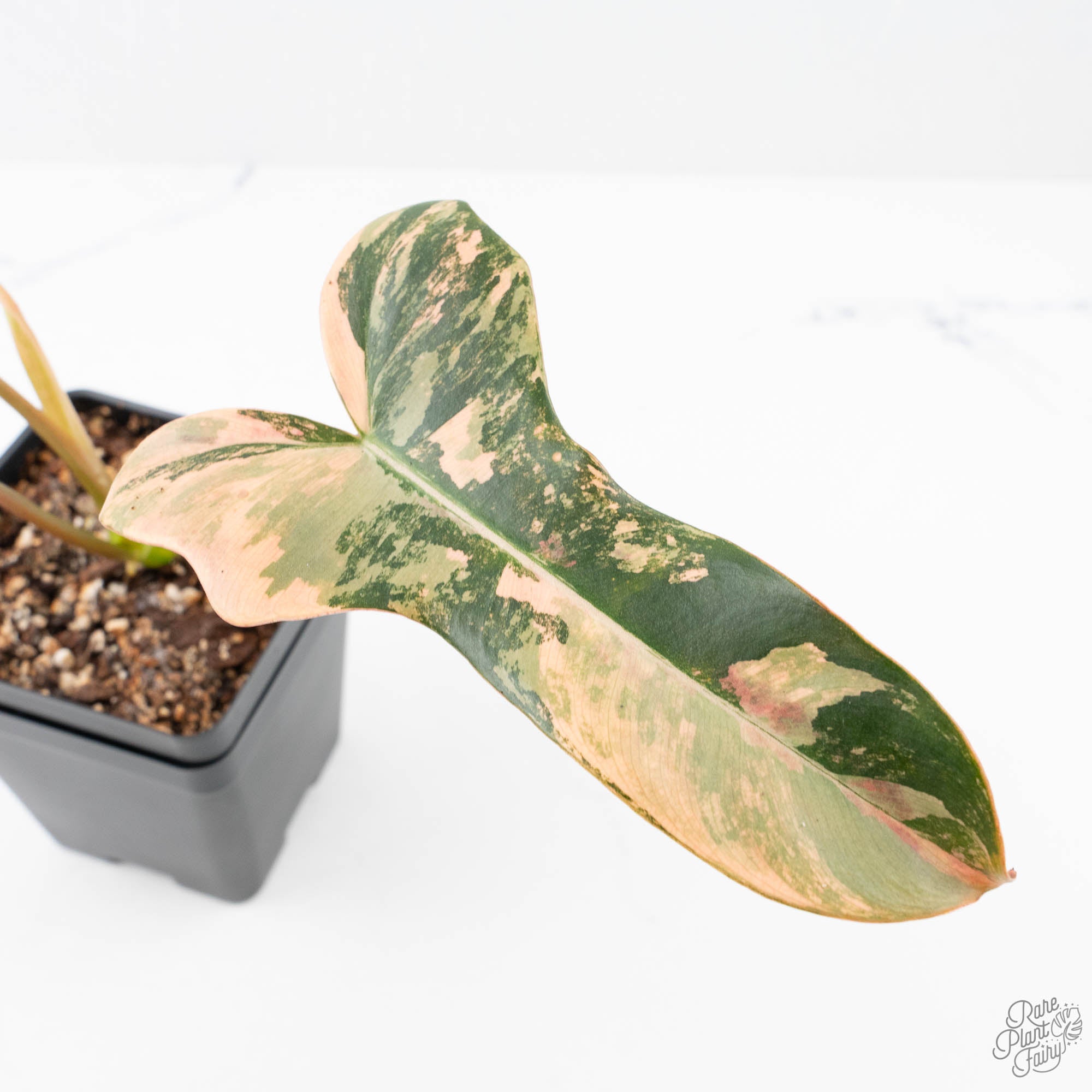 Philodendron 'Brown Beauty' ('Black Billietiae' x 'Florida Beauty