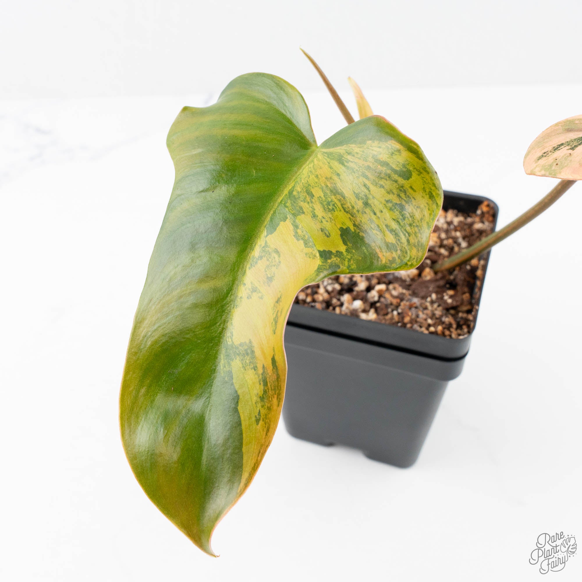 ①フィロデンドロン　斑入り philodendron Brown Beauty Philodendron 'Brown Beauty' ('Black Billietiae' x 'Florida Beauty