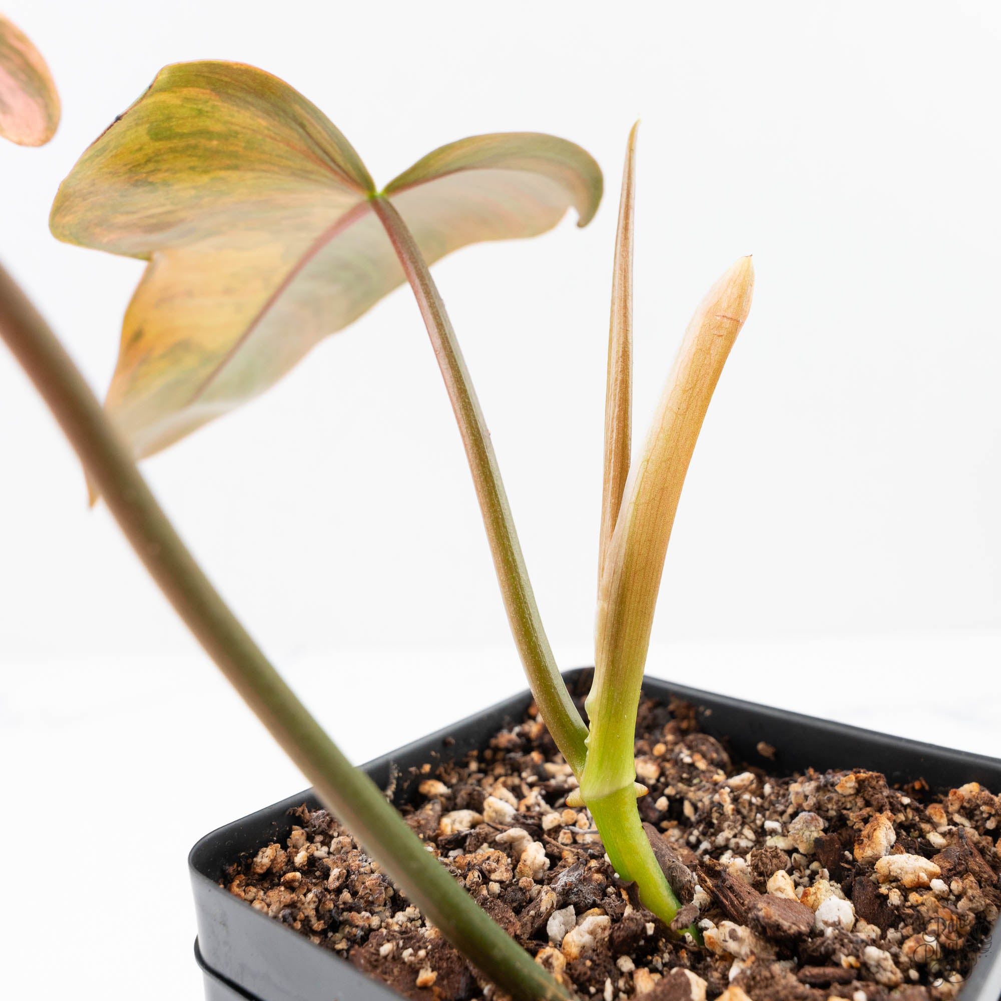 ①フィロデンドロン　斑入り philodendron Brown Beauty Philodendron 'Brown Beauty' ('Black Billietiae' x 'Florida Beauty