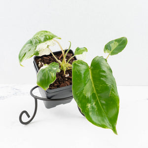 Philodendron 'Burle Marx Snow’ (wk31-O)