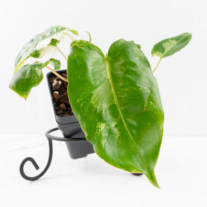Philodendron 'Burle Marx Snow’ (wk31-O)