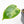 Philodendron 'Burle Marx Snow’ (wk31-O)