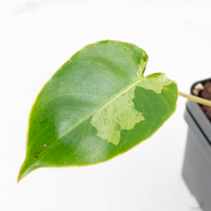 Philodendron 'Burle Marx Snow’ (wk31-O)
