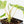 Philodendron 'Burle Marx Snow’ (wk31-O)