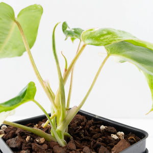 Philodendron 'Burle Marx Snow’ (wk31-O)
