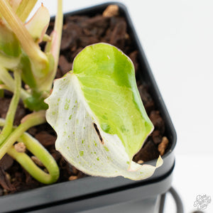 Philodendron 'Burle Marx Snow’ (wk38-L160)