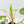Philodendron 'Burle Marx Snow’ (wk38-L160)