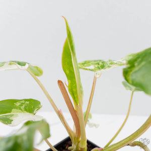 Philodendron 'Burle Marx Snow’ (wk38-L160)